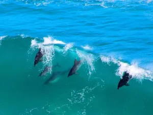 Hunter Gatherers slackpacking trails Garden Route and Natal