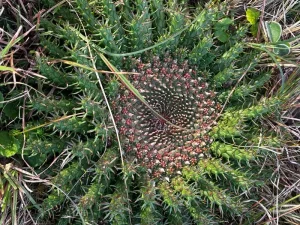 Interesting flora at Garden Route Coastal Adventure