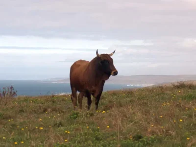 Wild Coast Wild Nguni Trail